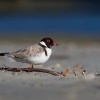Kulik cernohlavy - Thinornis cucullatus - Hooded Plover o4988